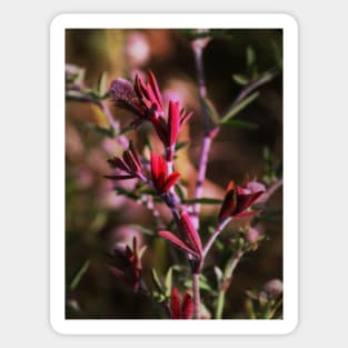 hare's foot trefoil, red leaves Sticker